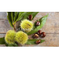 Chestnut segar kualitas terbaik